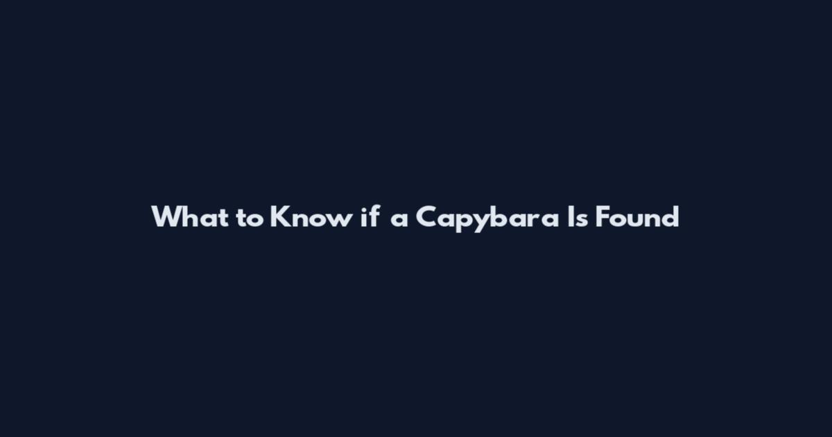 What to Know if a Capybara Is Found