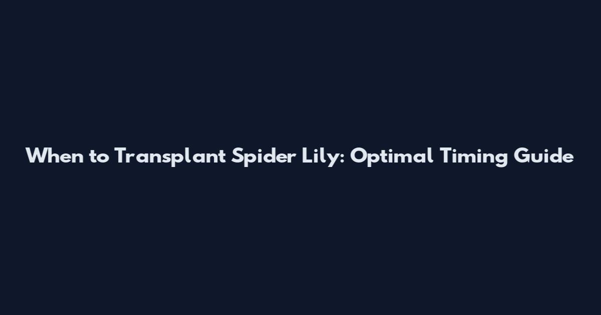 When to Transplant Spider Lily: Optimal Timing Guide