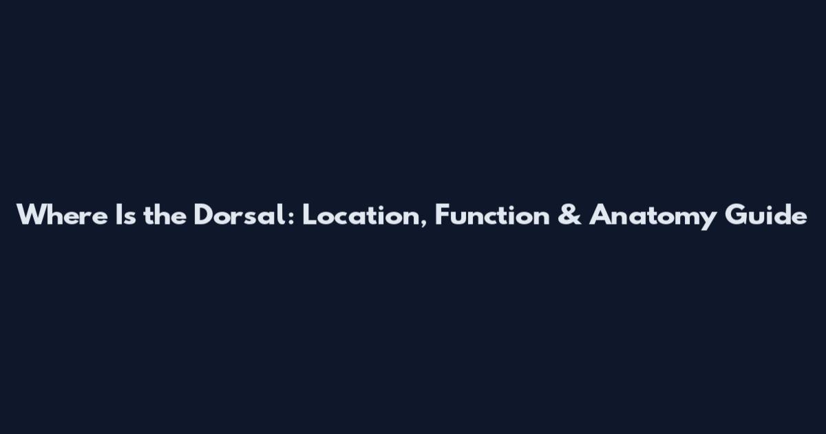 Where Is the Dorsal: Location, Function & Anatomy Guide