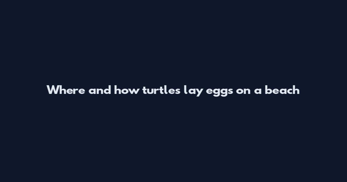 Where and how turtles lay eggs on a beach