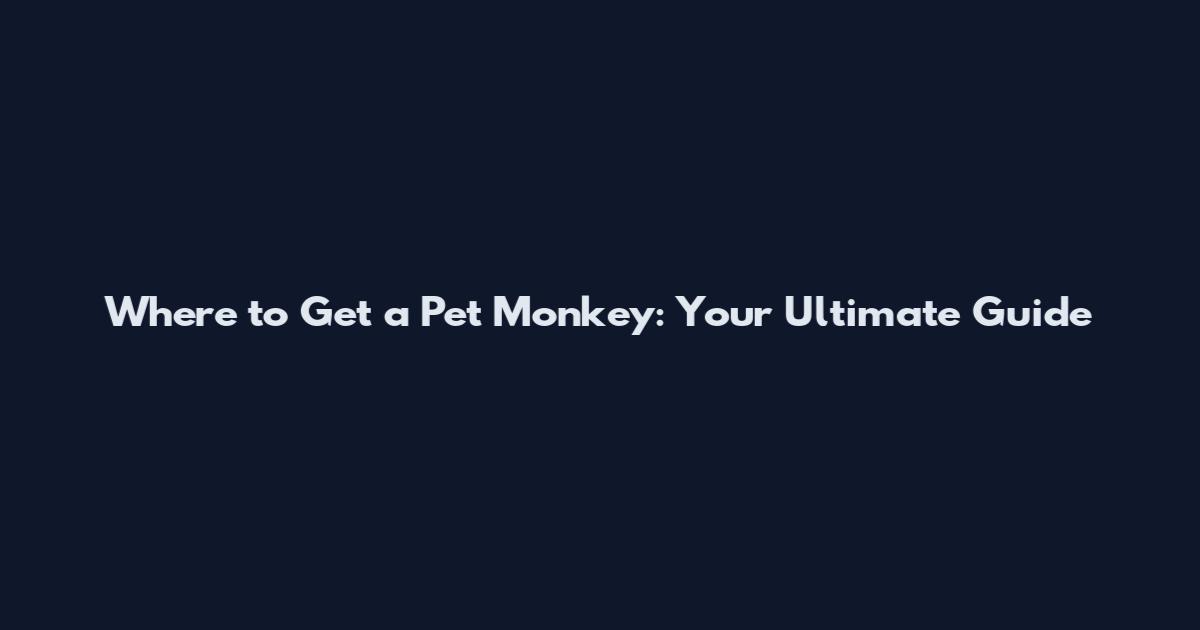 Where to Get a Pet Monkey: Your Ultimate Guide