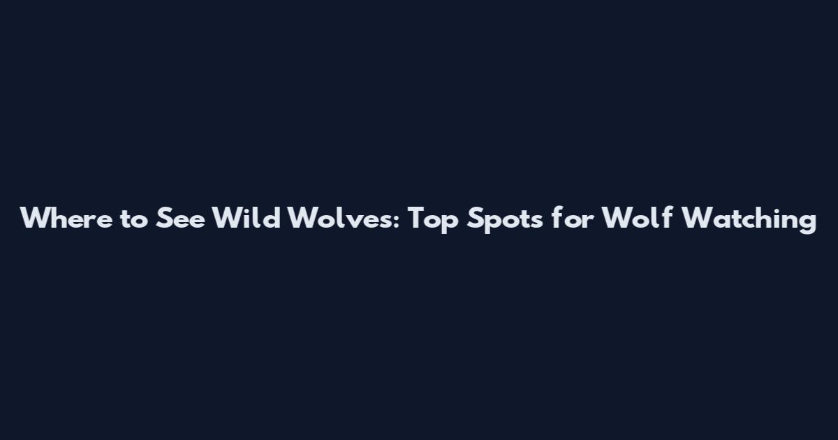 Where to See Wild Wolves: Top Spots for Wolf Watching