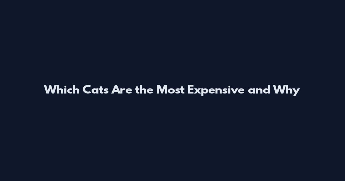 Which Cats Are the Most Expensive and Why