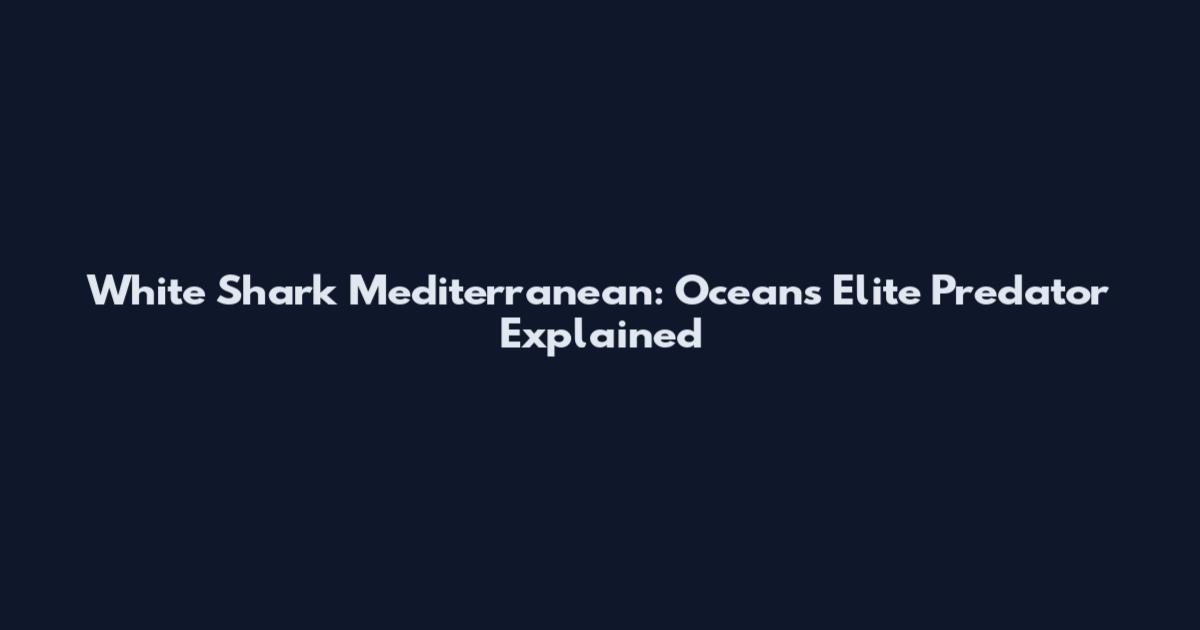 White Shark Mediterranean: Ocean's Elite Predator Explained