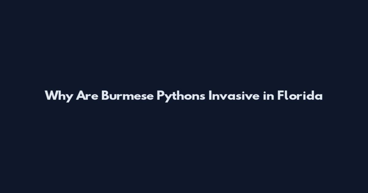 Why Are Burmese Pythons Invasive in Florida