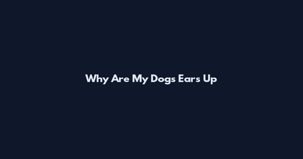 Why Are My Dogs Ears Up