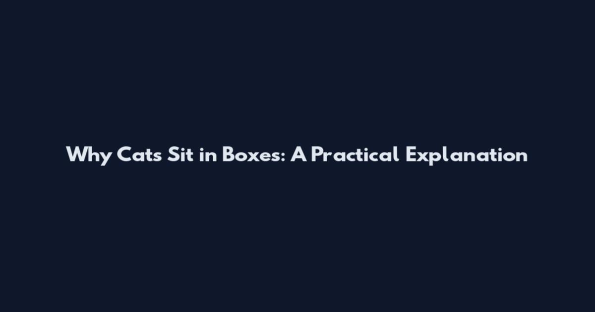 Why Cats Sit in Boxes: A Practical Explanation