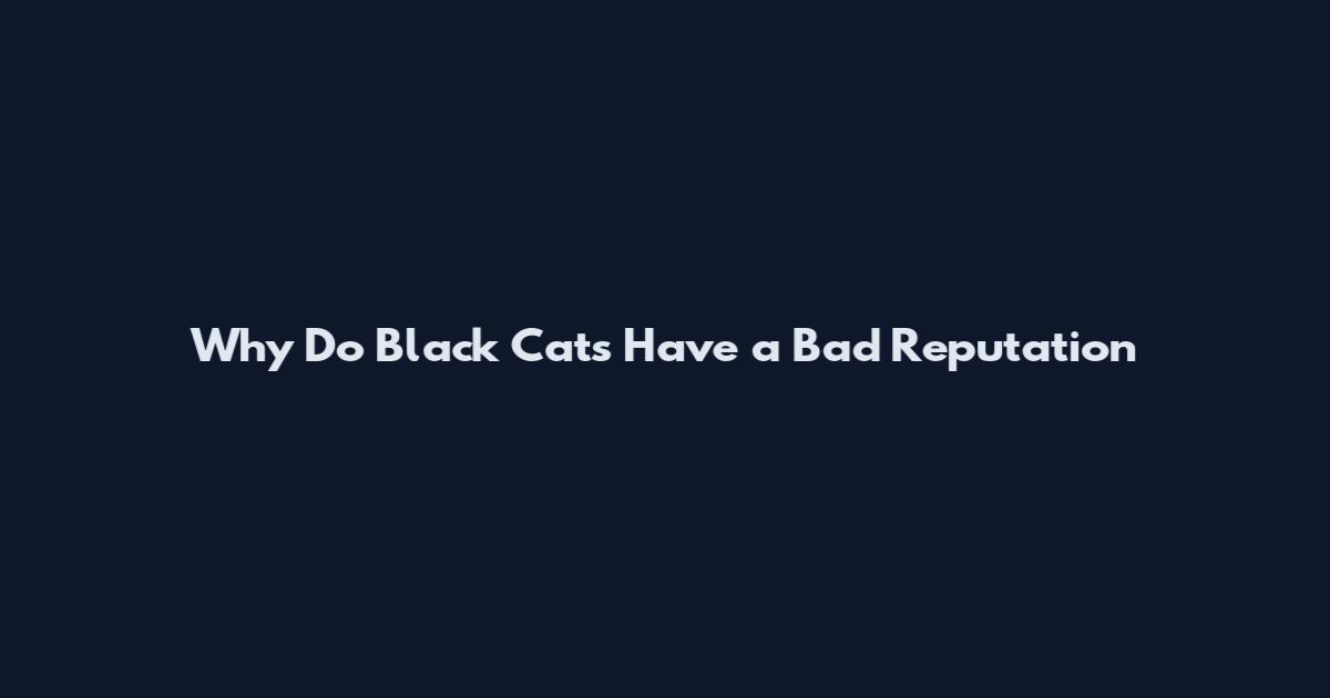 Why Do Black Cats Have a Bad Reputation