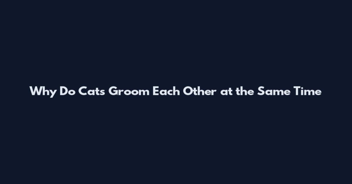 Why Do Cats Groom Each Other at the Same Time