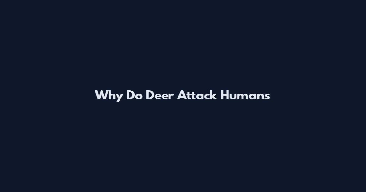 Why Do Deer Attack Humans