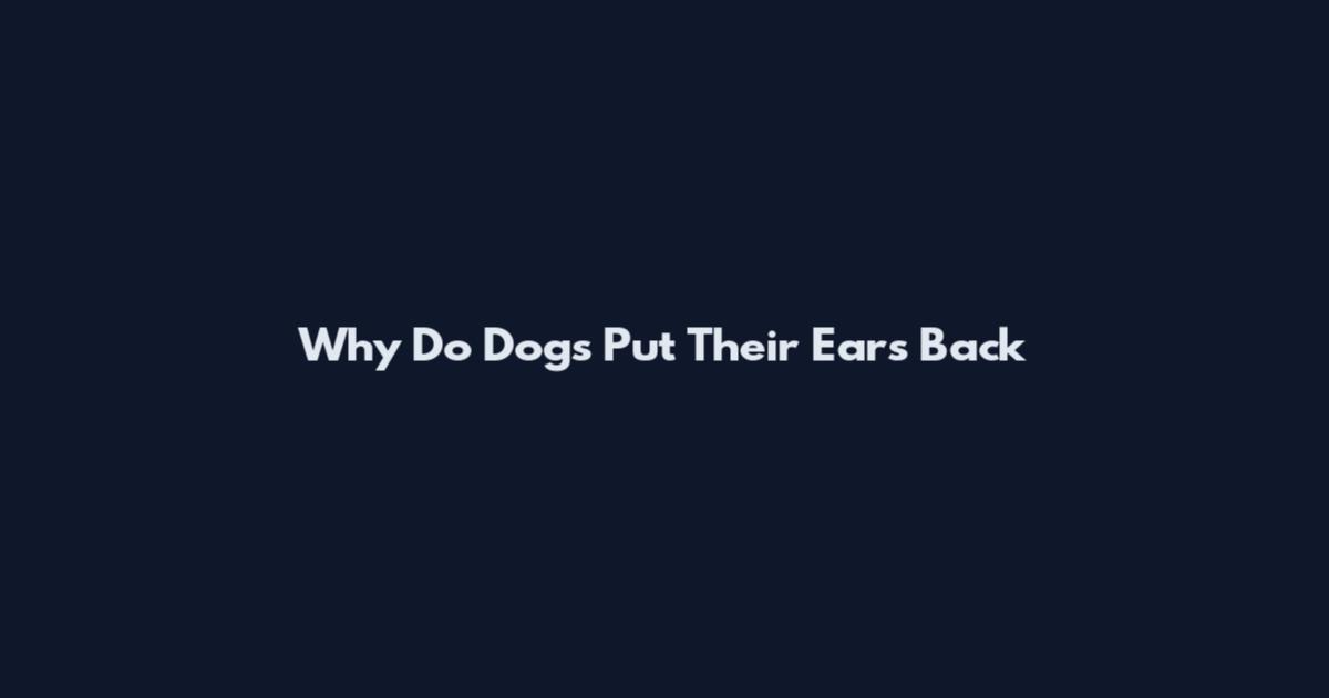 Why Do Dogs Put Their Ears Back