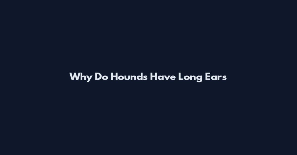 Why Do Hounds Have Long Ears