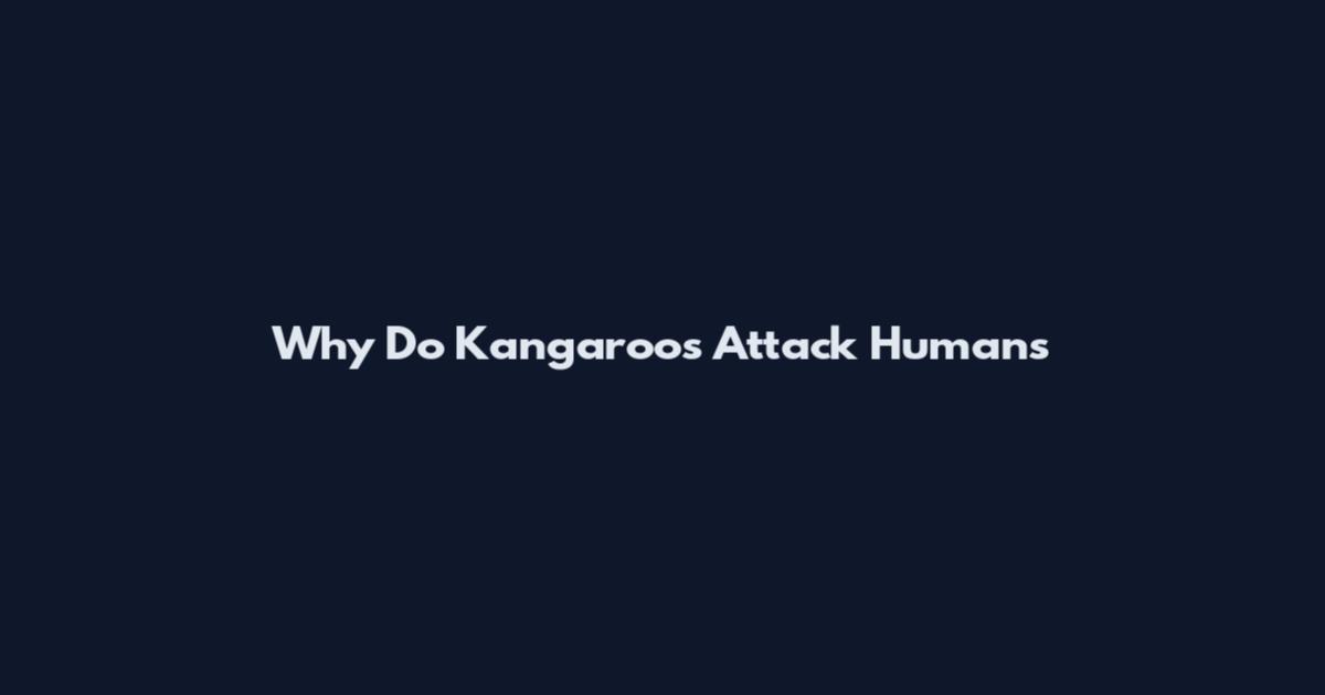 Why Do Kangaroos Attack Humans