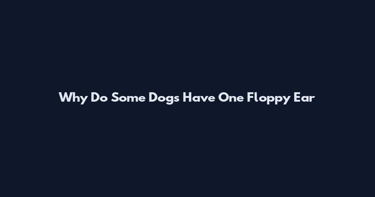 Why Do Some Dogs Have One Floppy Ear