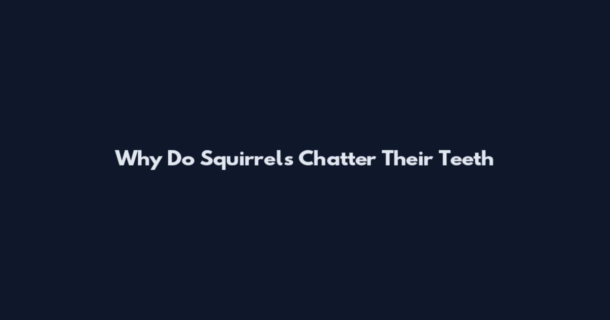 Why Do Squirrels Chatter Their Teeth
