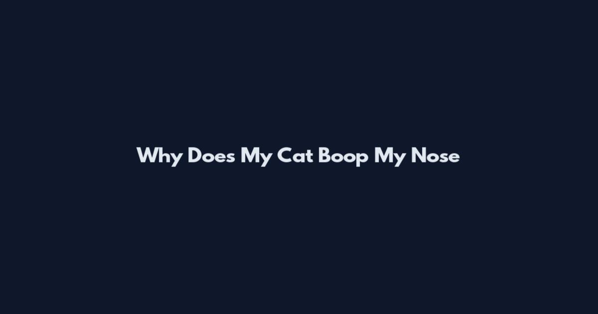 Why Does My Cat Boop My Nose