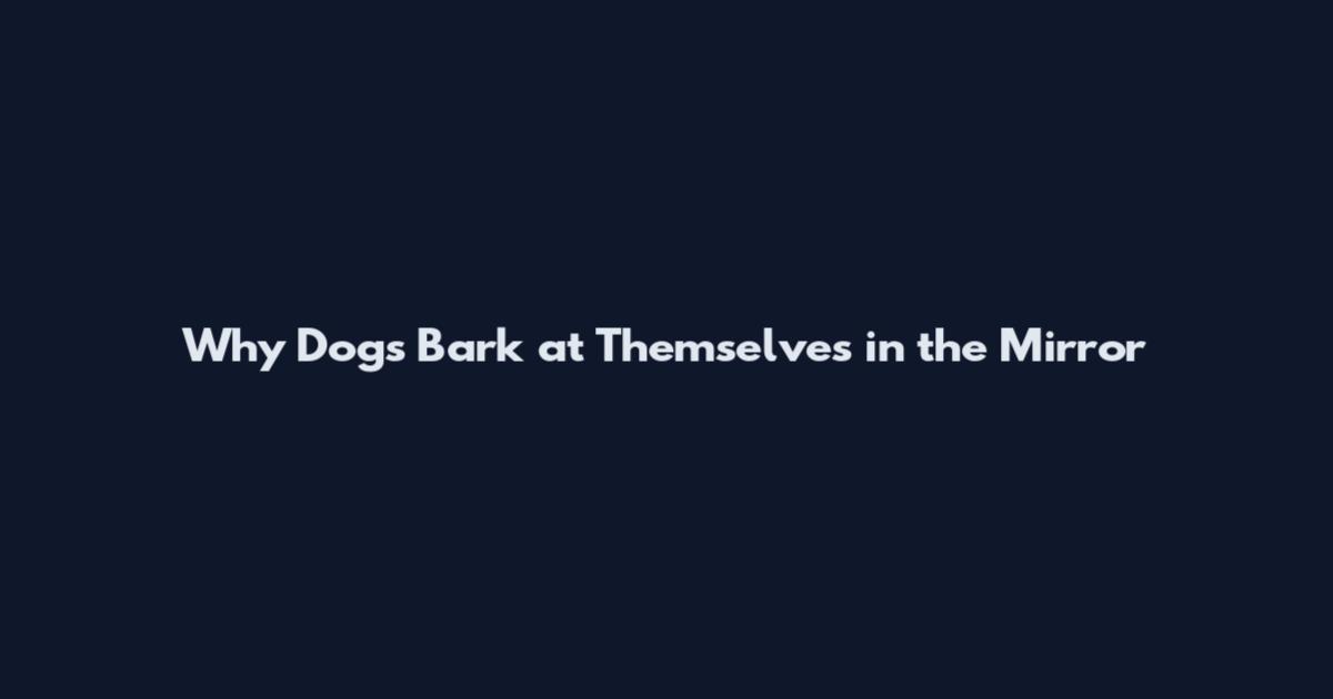 Why Dogs Bark at Themselves in the Mirror
