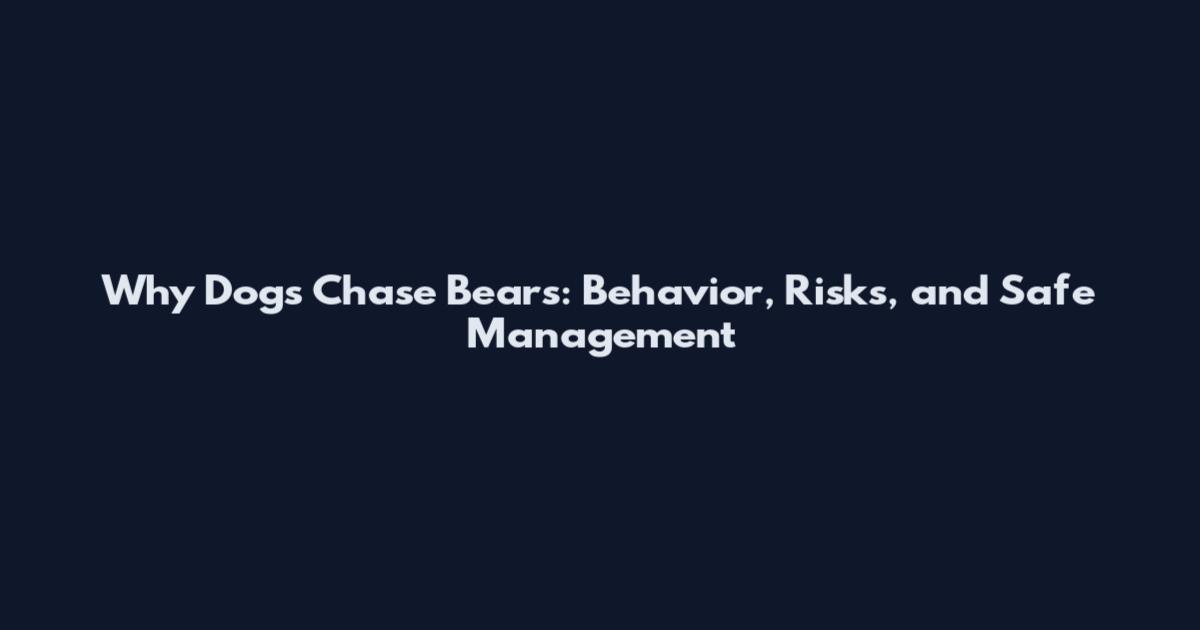 Why Dogs Chase Bears: Behavior, Risks, and Safe Management