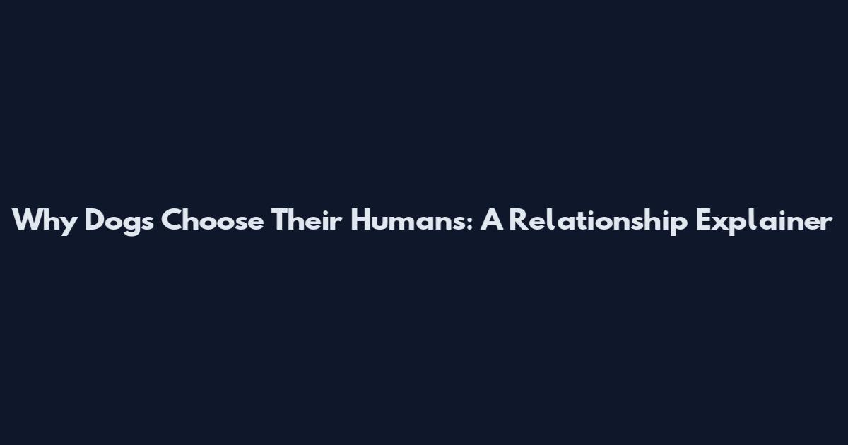 Why Dogs Choose Their Humans: A Relationship Explainer