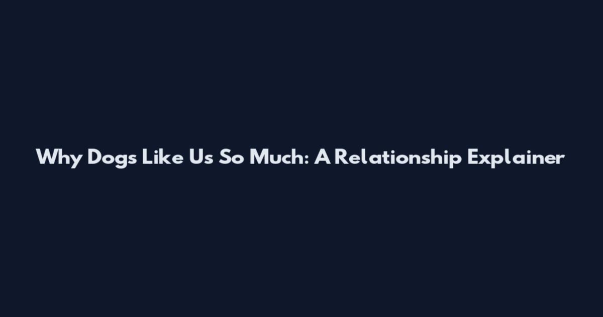 Why Dogs Like Us So Much: A Relationship Explainer
