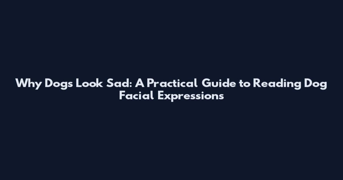 Why Dogs Look Sad: A Practical Guide to Reading Dog Facial Expressions