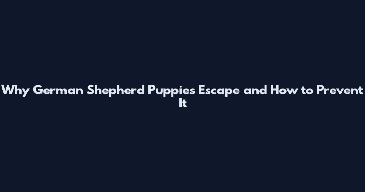 Why German Shepherd Puppies Escape and How to Prevent It
