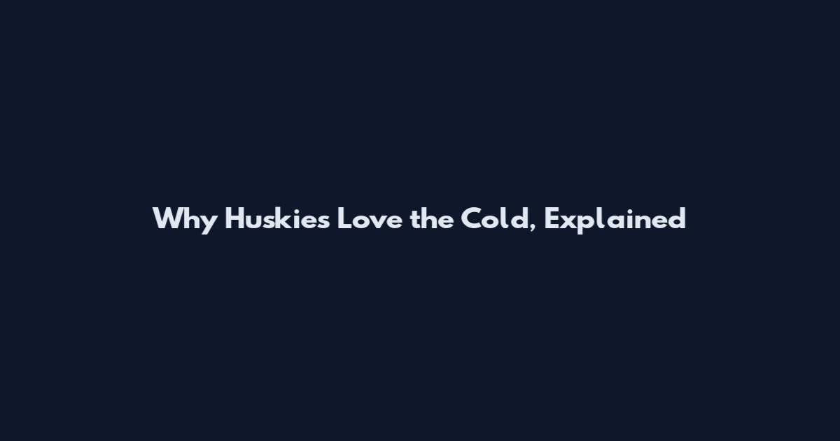 Why Huskies Love the Cold, Explained