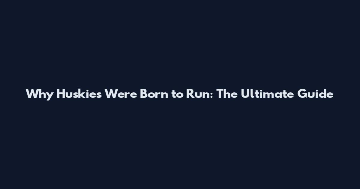 Why Huskies Were Born to Run: The Ultimate Guide