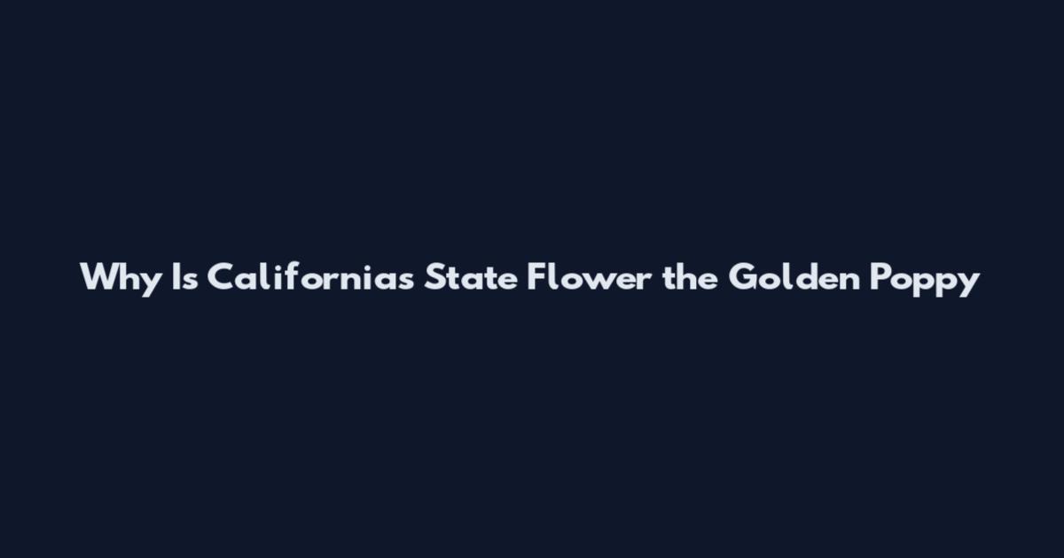 Why Is California's State Flower the Golden Poppy
