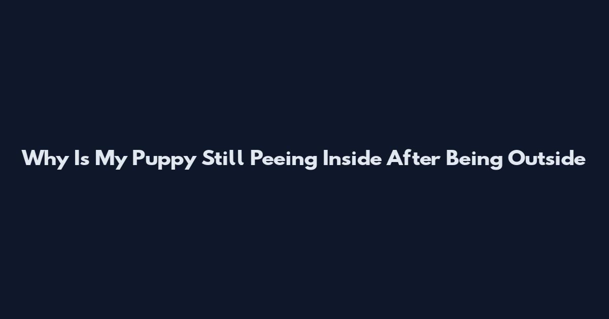 Why Is My Puppy Still Peeing Inside After Being Outside
