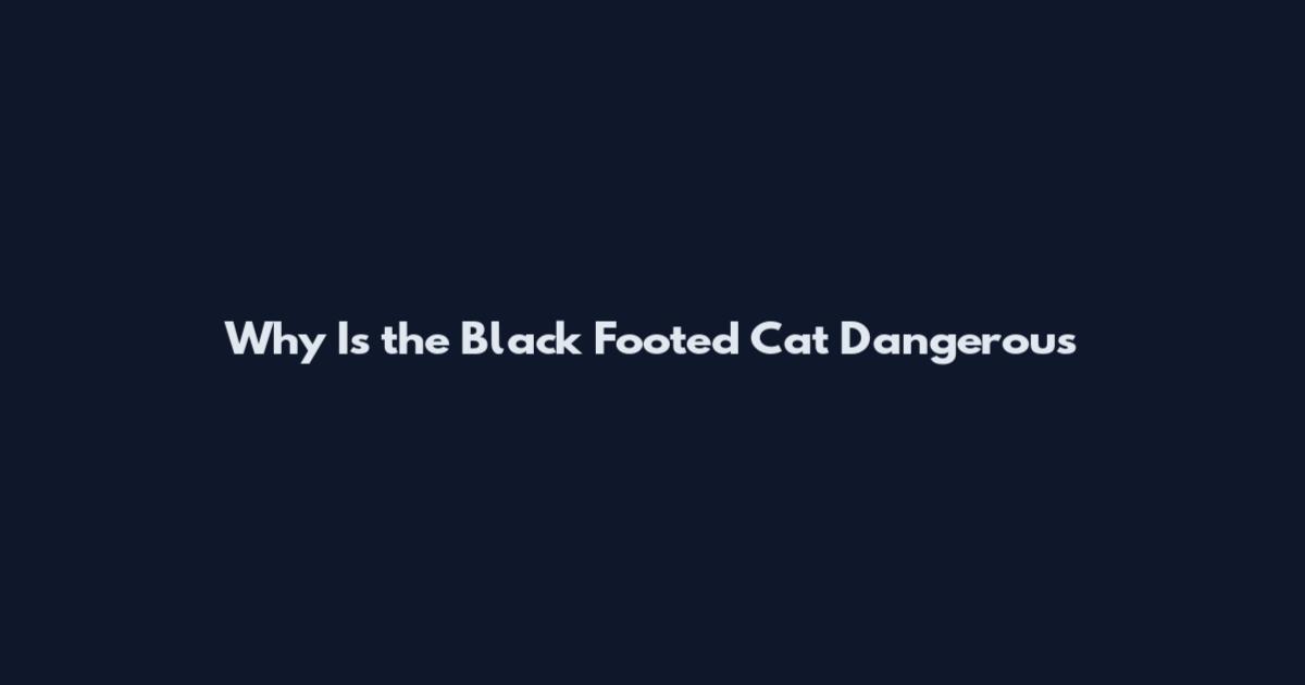 Why Is the Black Footed Cat Dangerous