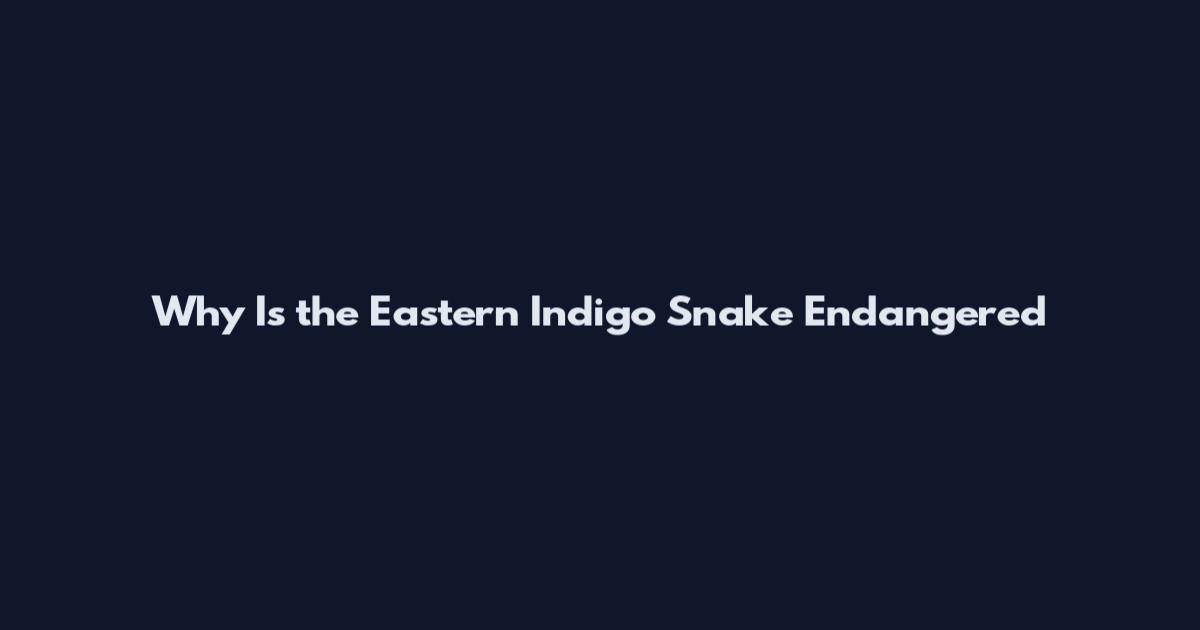 Why Is the Eastern Indigo Snake Endangered