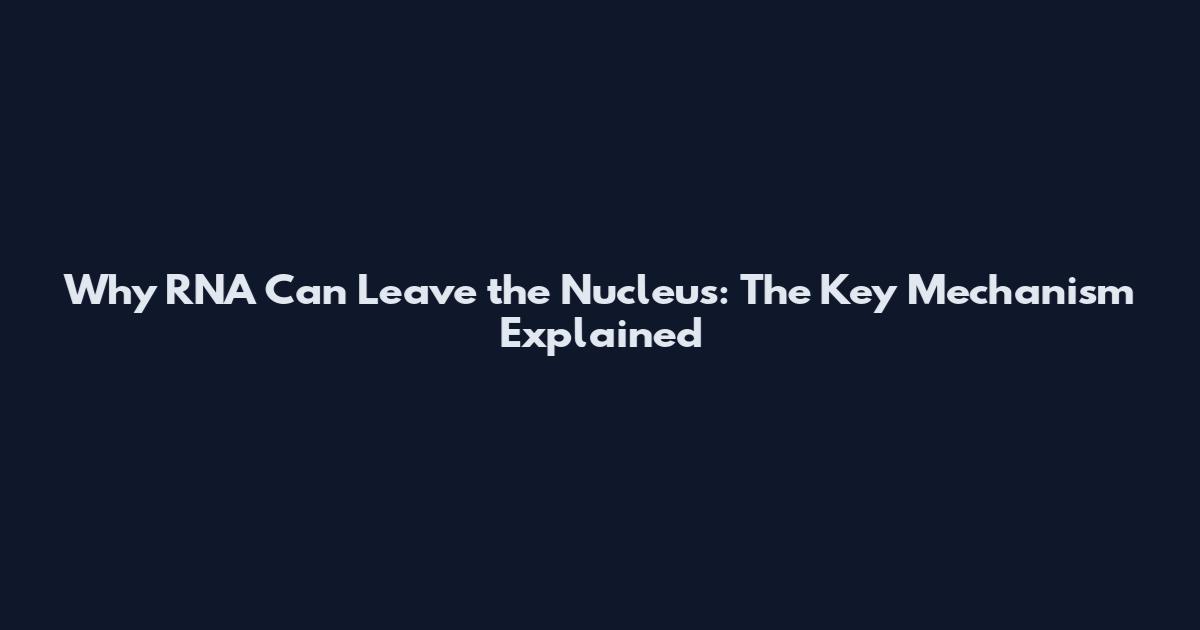 Why RNA Can Leave the Nucleus: The Key Mechanism Explained