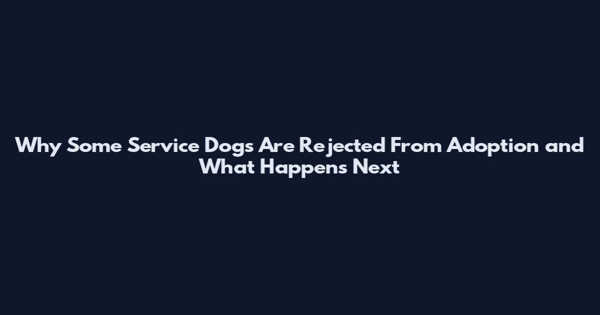Why Some Service Dogs Are Rejected From Adoption and What Happens Next