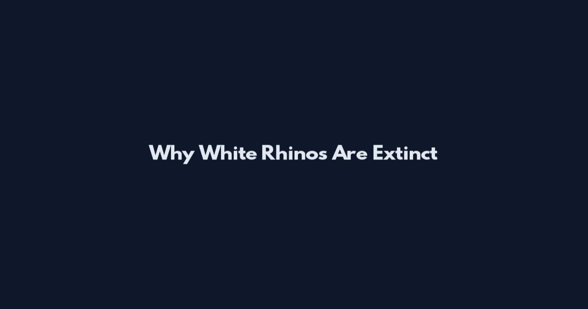 Why White Rhinos Are Extinct