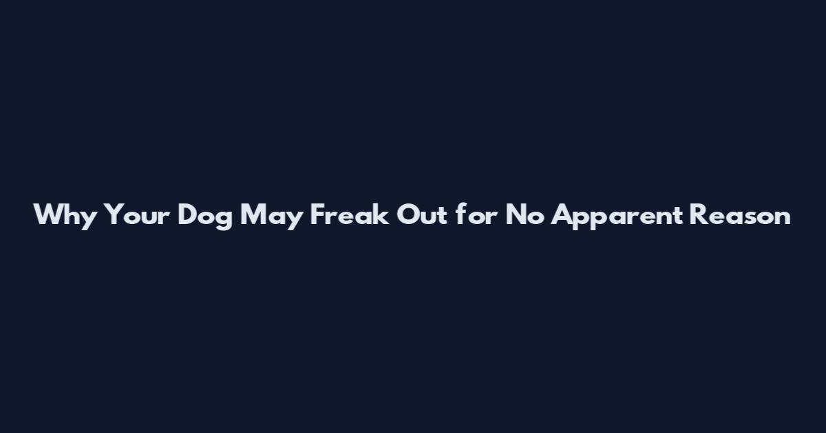 Why Your Dog May Freak Out for No Apparent Reason