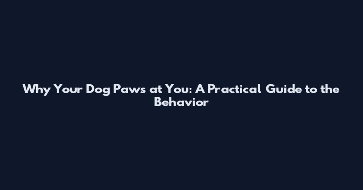 Why Your Dog Paws at You: A Practical Guide to the Behavior