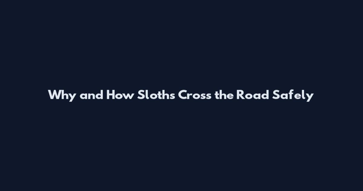 Why and How Sloths Cross the Road Safely