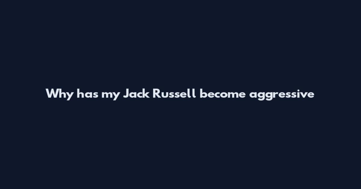Why has my Jack Russell become aggressive