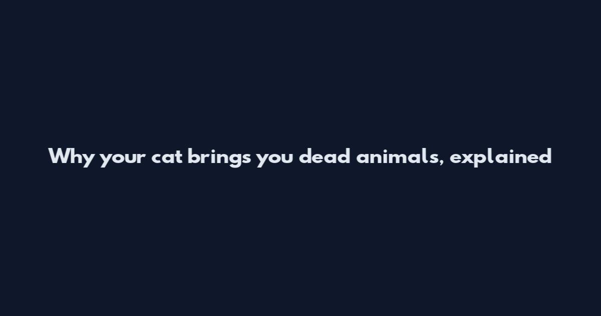 Why your cat brings you dead animals, explained