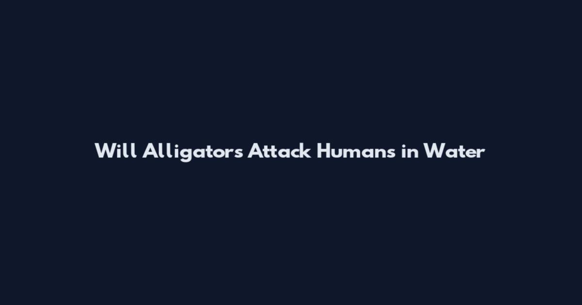 Will Alligators Attack Humans in Water