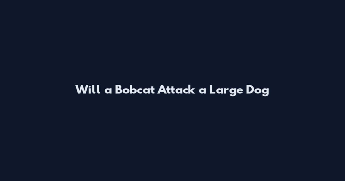 Will a Bobcat Attack a Large Dog