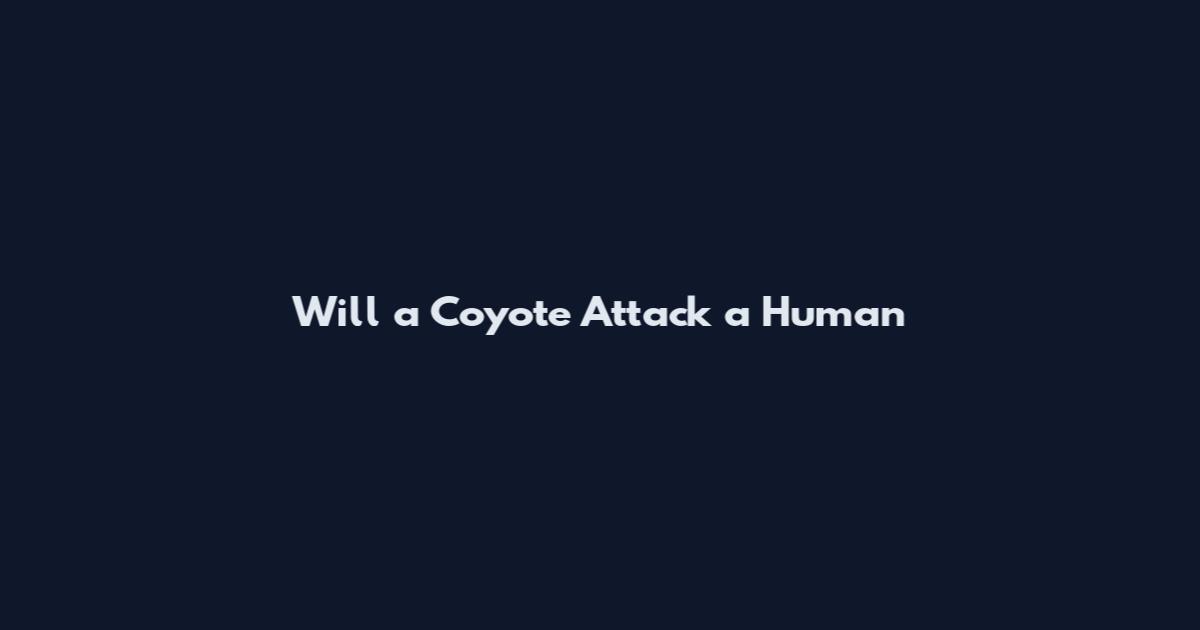 Will a Coyote Attack a Human