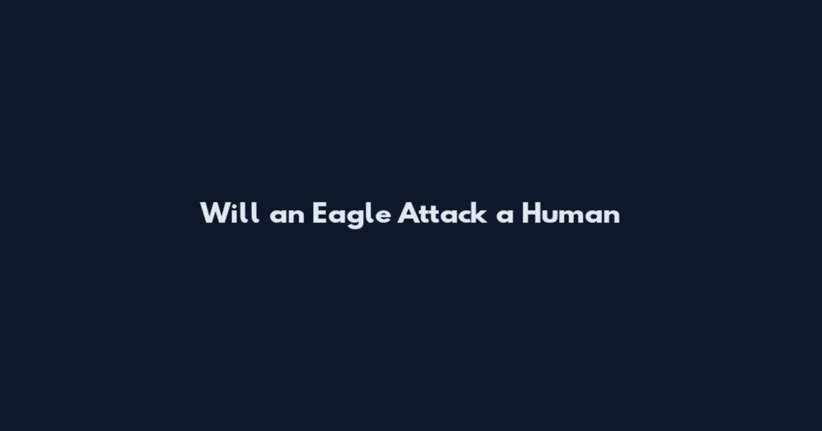Will an Eagle Attack a Human