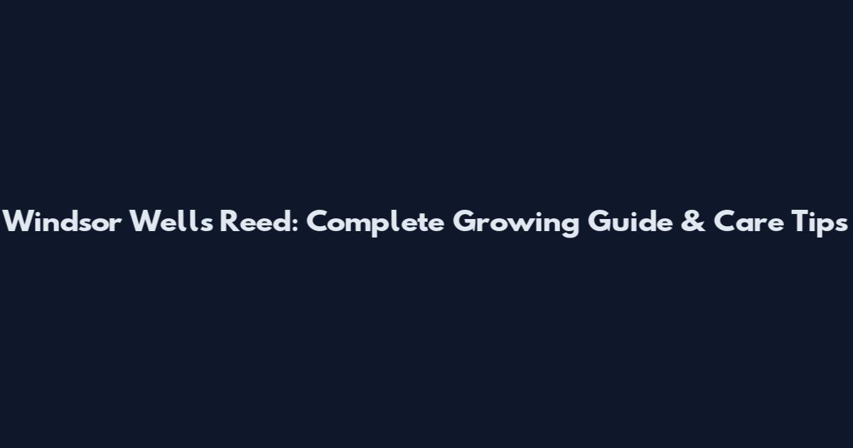 Windsor Wells Reed: Complete Growing Guide & Care Tips