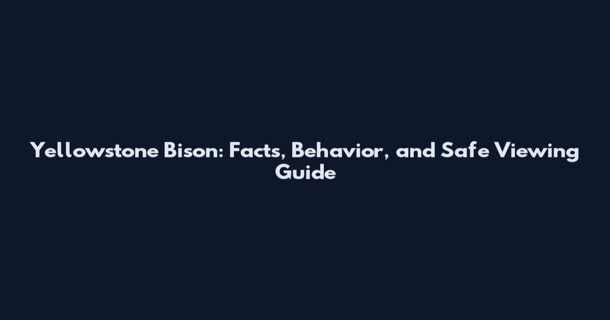 Yellowstone Bison: Facts, Behavior, and Safe Viewing Guide