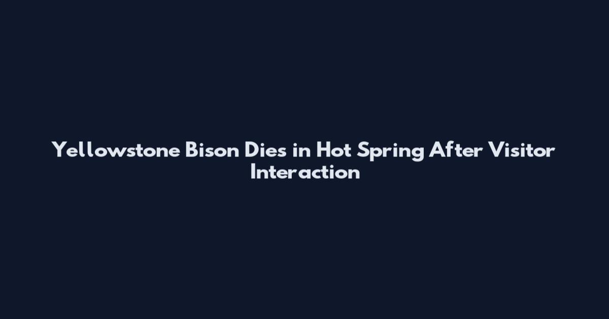 Yellowstone Bison Dies in Hot Spring After Visitor Interaction