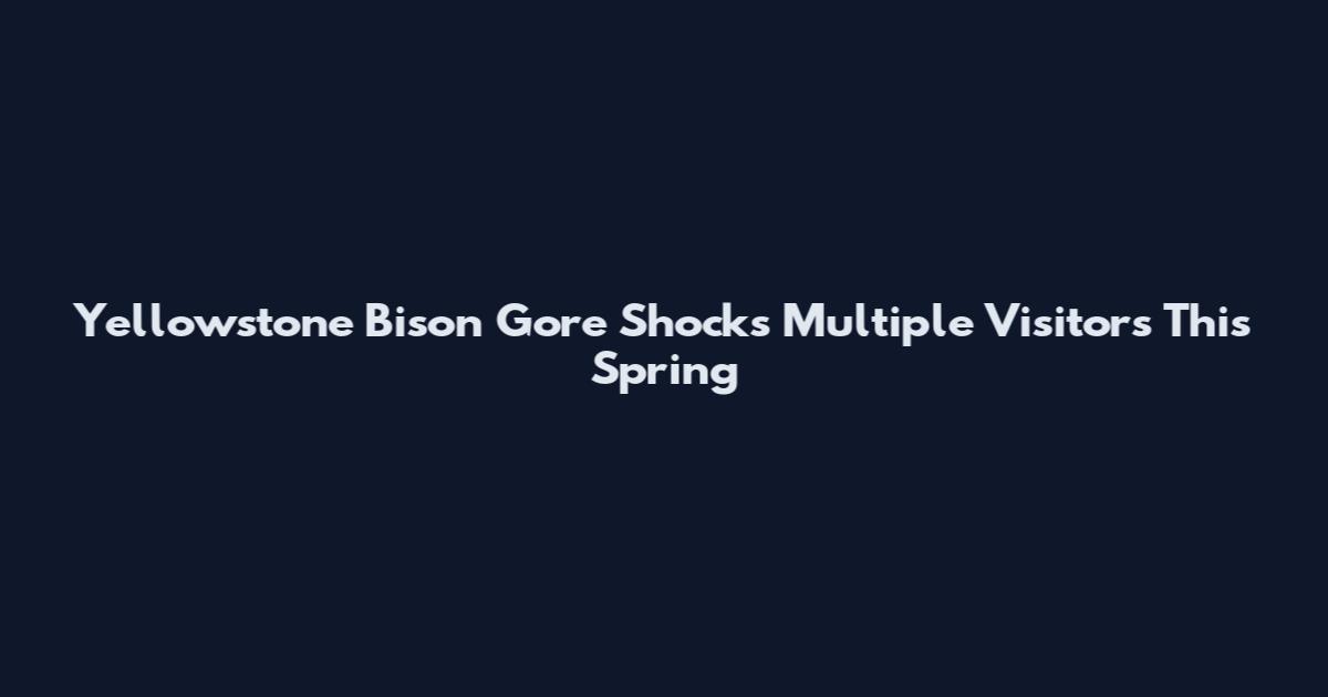 Yellowstone Bison Gore Shocks Multiple Visitors This Spring