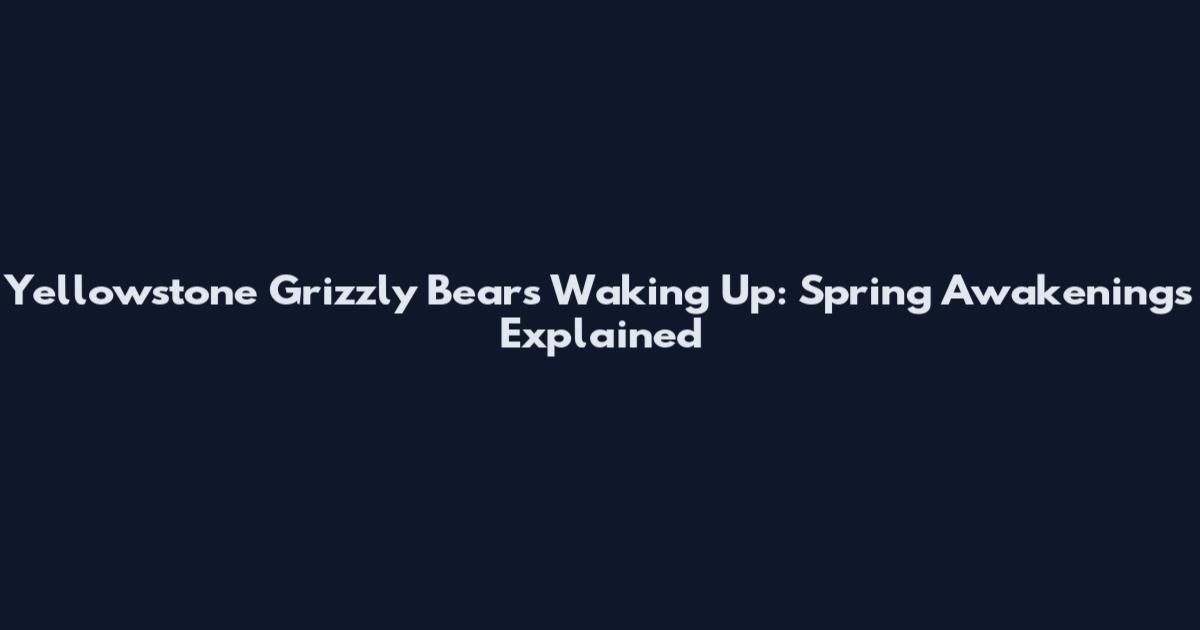 Yellowstone Grizzly Bears Waking Up: Spring Awakenings Explained