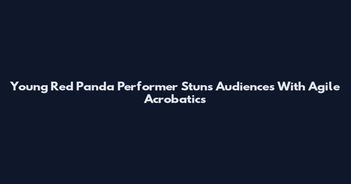 Young Red Panda Performer Stuns Audiences With Agile Acrobatics